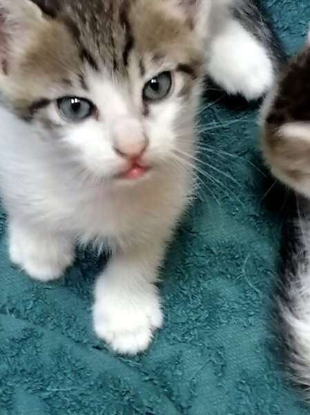 Ofer spre adoptie pui pisica