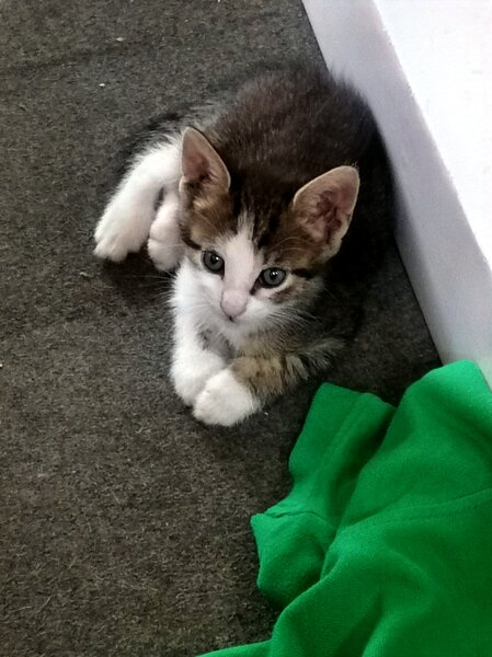 Ofer spre adoptie pui pisica