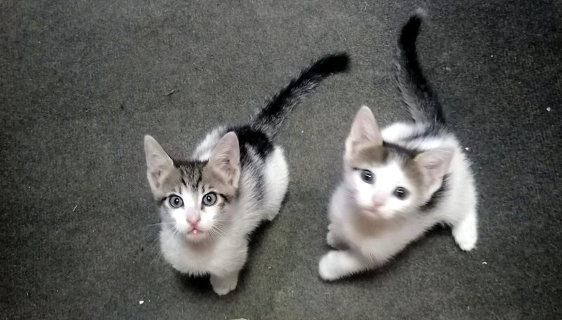 Ofer spre adoptie pui pisica