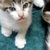 Ofer spre adoptie pui pisica